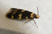Oegoconia