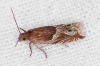 Ancylis comptana