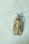 Agonopterix ocellana