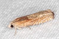 Eucosma gr. cana