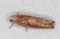 Eucosma gr. cana