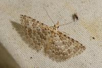 Alucita cancellata
