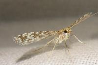 Alucita cancellata
