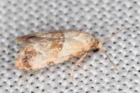 Cochylis