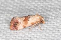 Neocochylis millierana