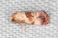 Neocochylis millierana