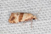 Phalonidia contractana