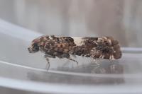 Epiblema