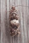 Epiblema