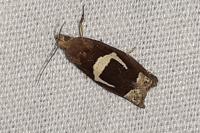 Epiblema foenella