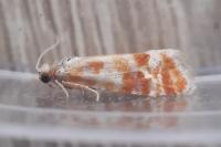 Rhyacionia buoliana