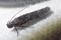 Teleiopsis diffinis