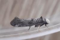 Paraswammerdamia nebulella