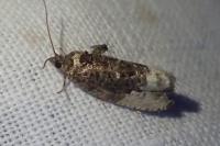 Hedya nubiferana