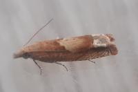 Eucosma conterminana