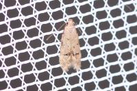 Teleiodes vulgella