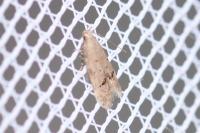 Teleiodes vulgella
