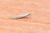 Coleophora