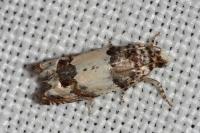 Epinotia thapsiana