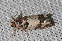 Epinotia thapsiana