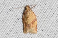 Clepsis consimilana