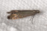 Glyphipterix thrasonella