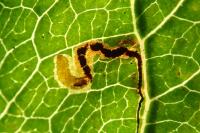 Stigmella malella