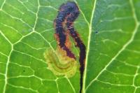 Stigmella desperatella