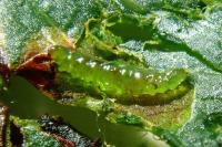 Stigmella desperatella
