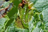 Stigmella desperatella