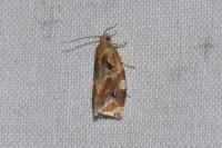 Archips xylosteana