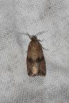 Celypha striana