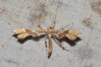 Cnaemidophorus rhododactylus
