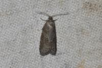 Cnephasia