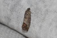 Cydia pomonella