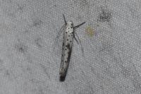 Yponomeuta irrorella