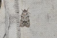 Symmoca signatella