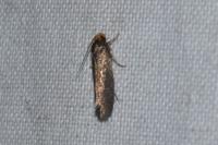Cephimallota crassiflavella