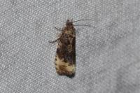 Hedya ochroleucana