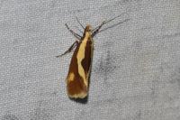 Harpella forficella