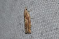 Eucosma conterminana