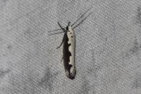 Ethmia bipunctella