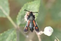 Pyropteron chrysidiforme