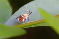 Alabonia geoffrella