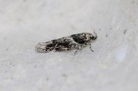 Recurvaria nanella