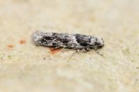 Recurvaria nanella