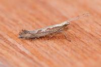 Plutella xylostella