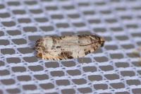 Gypsonoma dealbana