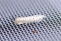 Yponomeuta rorrella