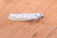 Yponomeuta evonymella